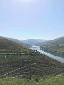 View from the Quinta do Crasto overlooking the Douro River.