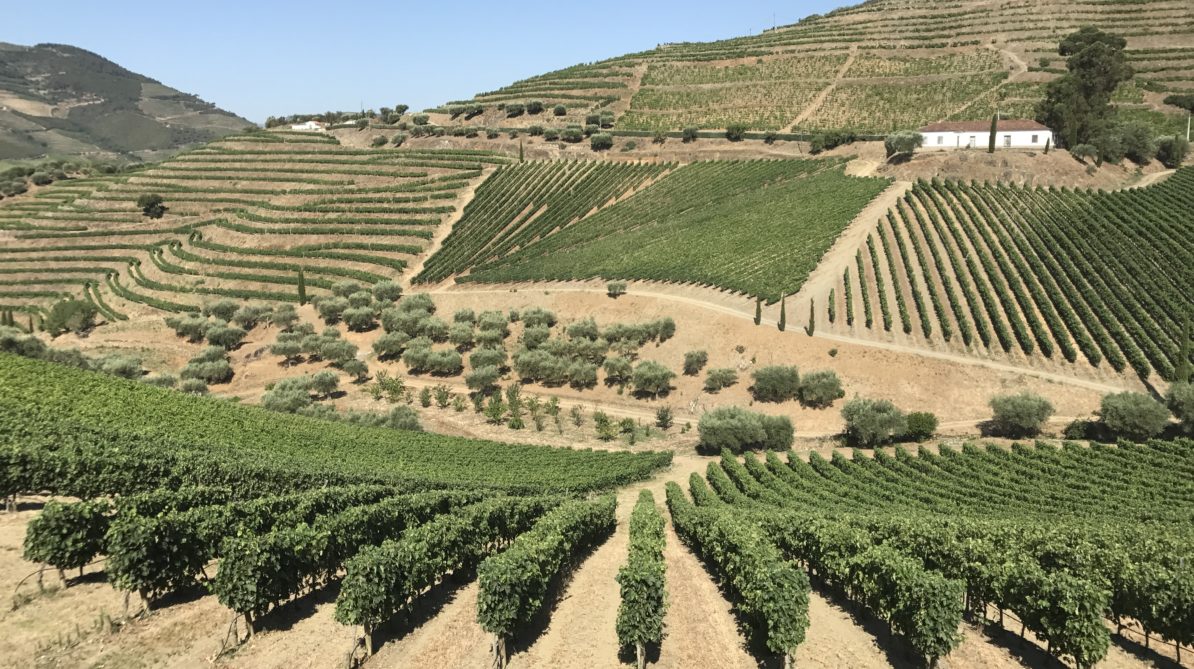 Douro Valley Wine