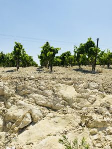 The white Albariza soil of Jerez
